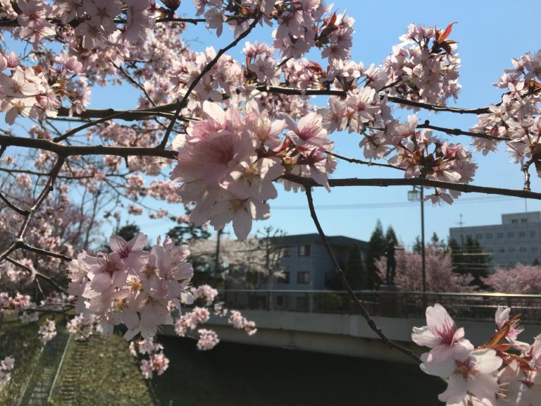 5月桜