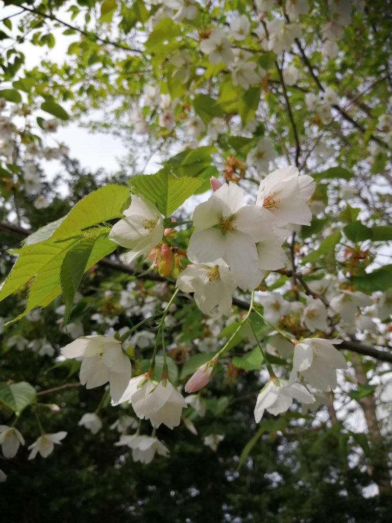 photo　境内地　桜など